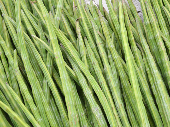 Drumstick RVM Global Exports